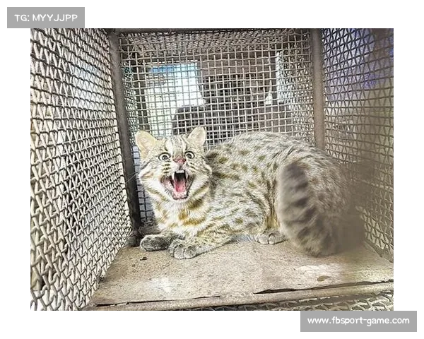 倒数第一如何逆袭?广州豹猫上演超级得分大逆转!(豹猫广东) 倒数第一如何逆袭?广州豹猫上演超级得分大逆转!(豹猫广东)